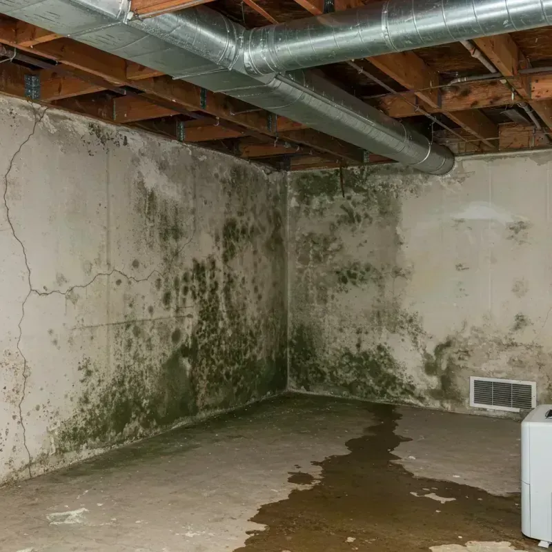 Professional Mold Removal in Spring Valley, NV